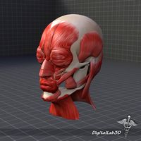 Facial Muscle Structure3d model