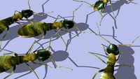 Ants
