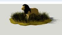 African Lion
