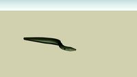 eel