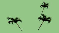 palm tree