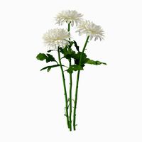 Chrysanthemum White - Bouquet
