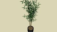 Bambus in a pot