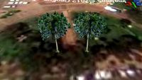 Pinheiros de araucaria em cambe