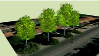 Alberi in via Pistoiese