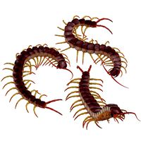 Centipedes Poses