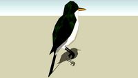 Olive-sided Flycatcher