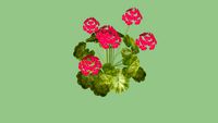 3D Annual Geranium