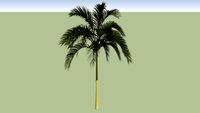 Alexandra Palm (Archontophoenix alexandrae)_03