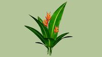 Heliconia psittacorum