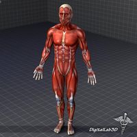 Human Male Muscular System 3D Model
