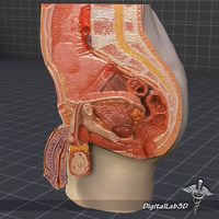 Male Pelvis 3D Model