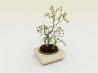 Bonsai