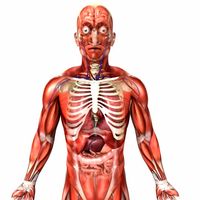 Rigged - Human Male Anatomy 3D Model