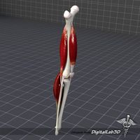 Knee Joint Anatomy 3D Model