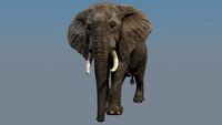 Elephant 3D Model