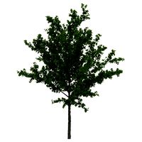 Young Tree Red Maple Summer