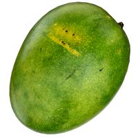 Mango 03 Game Ready