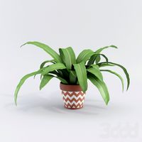 Plants №6