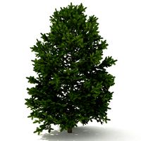 Balsam fir