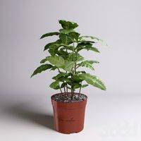 Coffea arabica