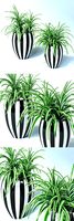 Chlorophitum in striped pots