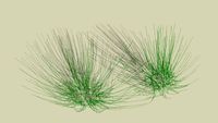 Scribble Bush