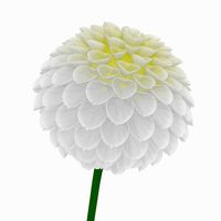 Dahlia (White)