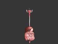 Human digestive system3d model