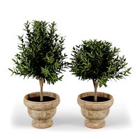 Olive Tree With Fruits