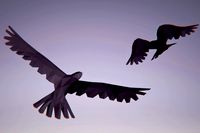 Low Poly Bird: Raven