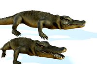 Alligator
