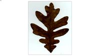 Oak Leaf 1