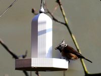 Bird Feeder by de_baseggio