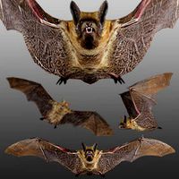 Medhue Bat