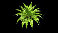 Fern Plant