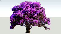 Crape myrtle