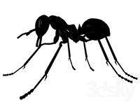 Ant