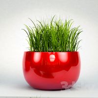 Decorative grass in pots