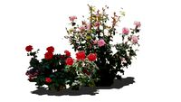 Flores001