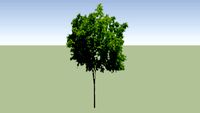 Zelkova Serrata Tree