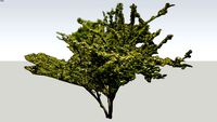 Photinia villosa