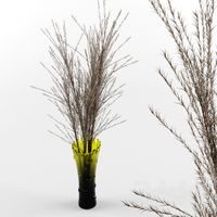 Miscanthus Chinese