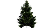 3d Pine Tree