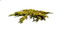 Juniperus