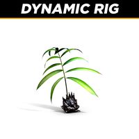 cycas_03