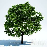 Tree Big Old Acer