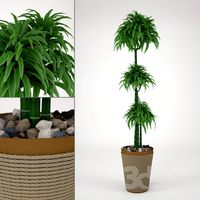 Dracaena