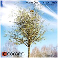 Ash Tree (lat. Fraxinus)