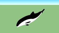 Harbour Porpoise